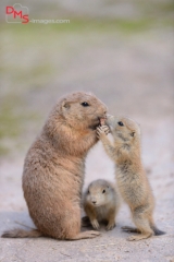 Close-up of a black-tailed prairie dog (Cynomys ludovicianus) mother with her youngsters in spring