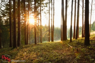 Landscape of a sunrise in a Norway spruce (Picea abies) forest in early summer