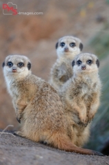 Close-up of three little meerkat or suricate (Suricata suricatta) babies making male in sand