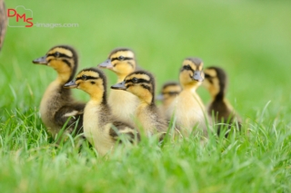 Wild Duck (Anas platyrhynchos) chicks on a meadow
