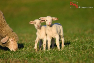 Close-up of two house-sheep (Ovis orientalis aries) lambs on a meadow in spring